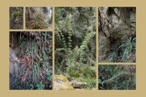 CHIP_2015_03_picasa_2