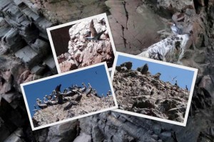 CHIP_2015_03_picasa_4